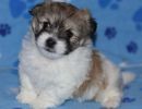 shiloh3 cotondetulearpuppyforsalew5