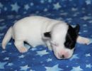 shira2 cotondetulearpuppyforsalew1