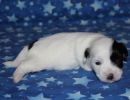 shira2 cotondetulearpuppyforsalew2