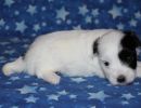 shira2 cotondetulearpuppyforsalew3