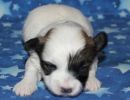 sierra1 coton de tulear puppy for sale w2