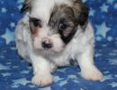 sierra1 coton de tulear puppy for sale w4