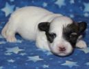 sierra2 coton de tulear puppy for sale w2