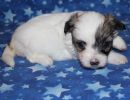 sierra2 coton de tulear puppy for sale w3
