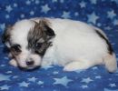 sierra3 coton de tulear puppy for sale w3