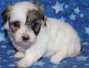 sierra3 coton de tulear puppy for sale w4