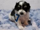 silky1 coton de tulear puppy for sale w4