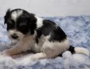 silky2coton de tulear puppy for sale w4