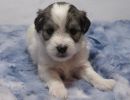 skylar1coton de tulear puppy for sale w4
