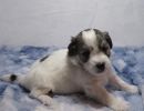skylar2coton de tulear puppy for sale w4