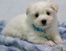 snow1 coton de tulear puppy for sale w.6jpg