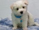 snow2 coton de tulear puppy for sale w.6