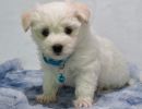 snow3 coton de tulear puppy for sale w.6
