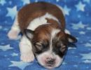 sky1 coton de tulear puppy for sale w1