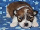 sky1 coton de tulear puppy for sale w2