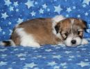 sky2 coton de tulear puppy for sale w4