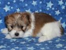 sky3 coton de tulear puppy for sale w5