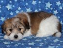 sky3 coton de tulear puppy for sale w6