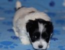 solomon cotondetulearpuppyforsalew4