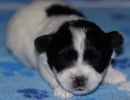 solomon1 cotondetulearpuppyforsalew2