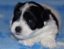solomon1 cotondetulearpuppyforsalew3