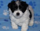 solomon1 cotondetulearpuppyforsalew5