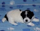 solomon2 cotondetulearpuppyforsalew3
