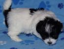 solomon2 cotondetulearpuppyforsalew5