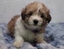 star1 coton de tulear puppy for sale w.6