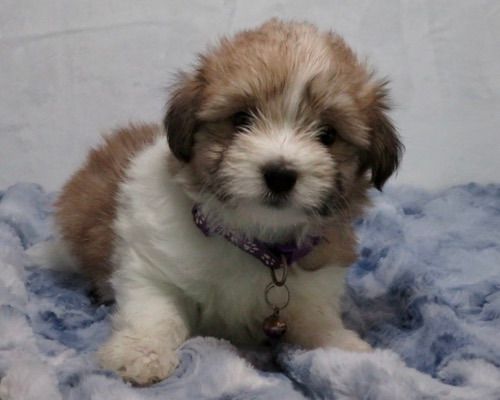 star1 coton de tulear puppy for sale w.6