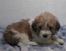 star2 coton de tulear puppy for sale w.6
