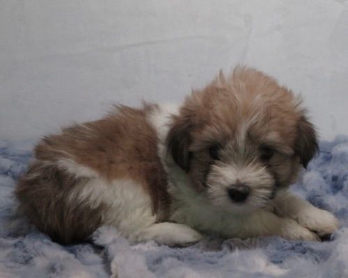 star2 coton de tulear puppy for sale w.6