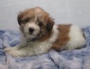 star3 coton de tulear puppy for sale w.6