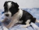 stetson2coton de tulear puppy for sale w4