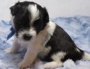 stetson3coton de tulear puppy for sale w4