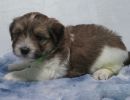 stevie1 coton de tulear puppy for sale w.5