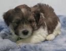 stevie2 coton de tulear puppy for sale w.5