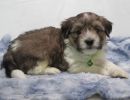 stevie3 coton de tulear puppy for sale w.5