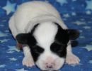 stormi1 coton de tulear puppy for sale w2