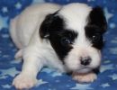 stormi1 coton de tulear puppy for sale w3