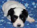 stormi1 coton de tulear puppy for sale w4