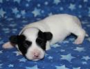 stormi2 coton de tulear puppy for sale w2