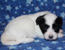 stormi2 coton de tulear puppy for sale w3