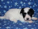 stormi2 coton de tulear puppy for sale w4