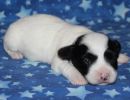 stormi3 coton de tulear puppy for sale w2