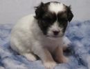 sugar1coton de tulear puppy for sale w4
