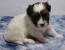 sugar2coton de tulear puppy for sale w4