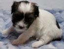 sugar3coton de tulear puppy for sale w4
