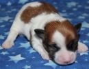 sven1 cotondetulearpuppyforsalew1