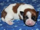 sven2 cotondetulearpuppyforsalew1